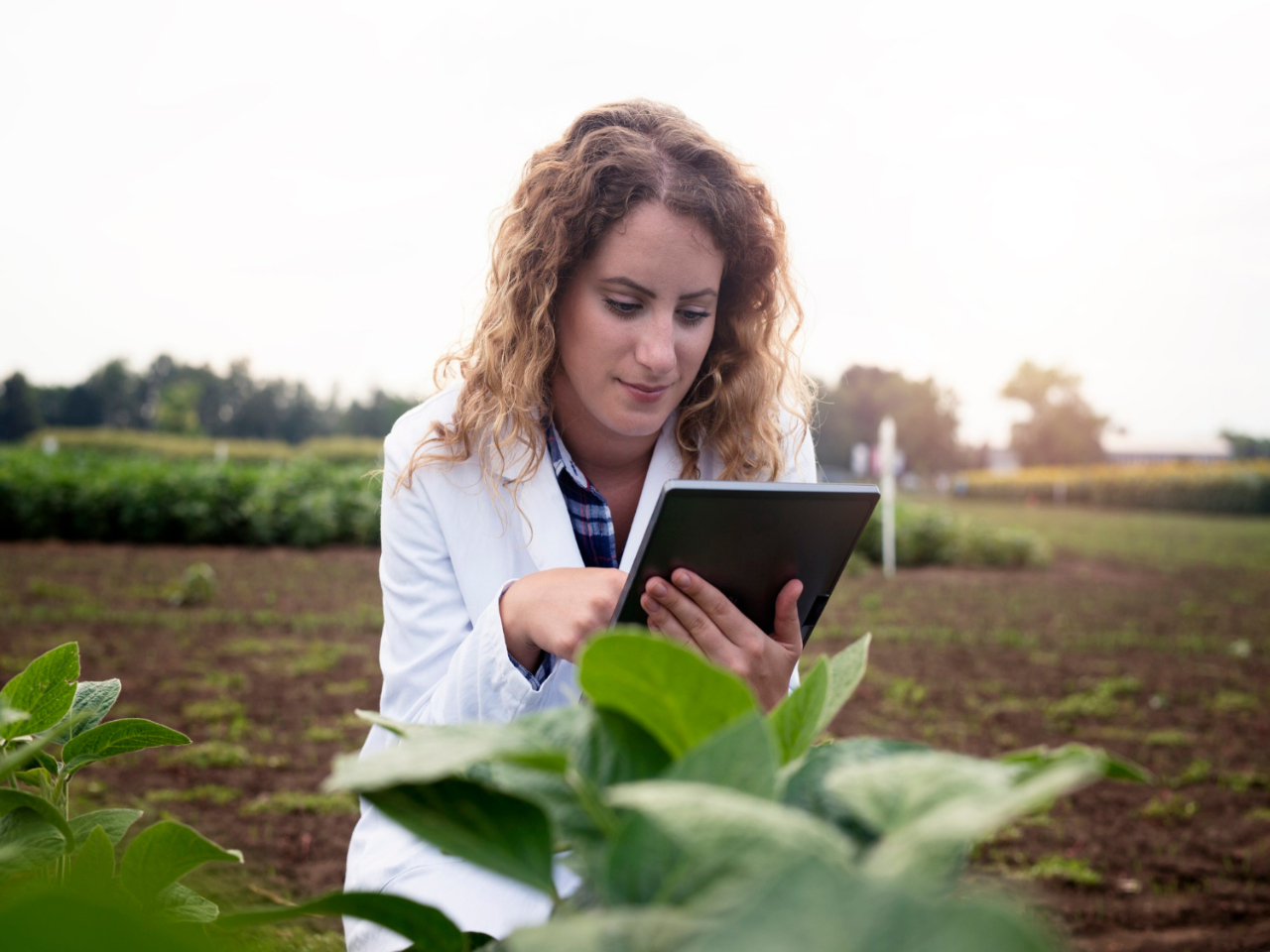 Profissional em uma plantação, fazendo uma pesquisa de campo, enquanto observa a planta estudada. Ela está utilizando um tablet par anotar os resultados.