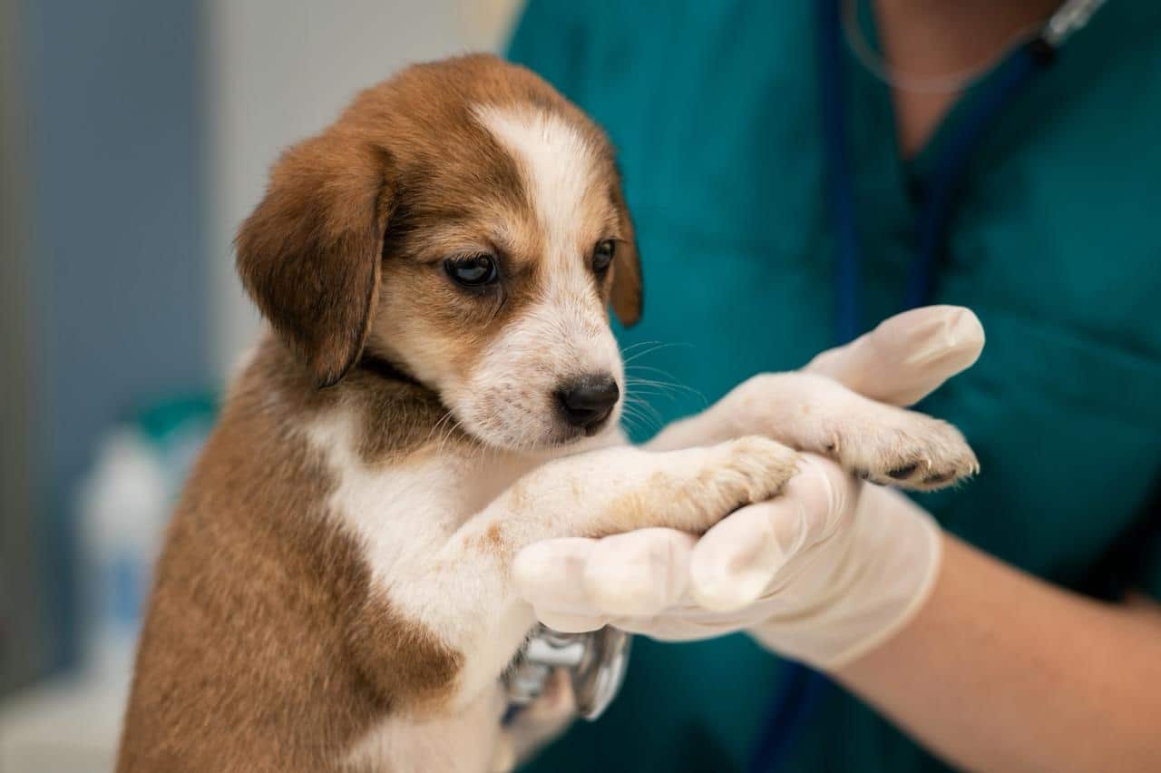 Cãozinho filhote sendo acolhido pela veterinária antes de uma castração gratuita.